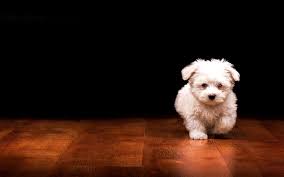 Cute Puppies Wallpapers for Desktop on ...