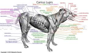 Dog Muscles Anatomy Dog Muscle Anatomythedragonofdoom