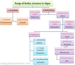 Range Of Thallus Structure In Algae Plant Science 4 U