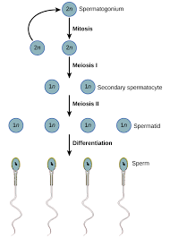 43 3c Gametogenesis Spermatogenesis And Oogenesis