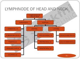 Lymphatic Drainage Of Head Neck