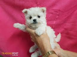 When my maltese pomeranian mix was 3 and a half months old, he fell down the stairs and broke both bones in his forearm, which made him a little skittish, but overall he's a wonderful dog. Maltipom Puppies At Puppy Pad Maltese X Pomeranian