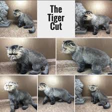 the lion cut for cats cat grooming