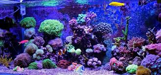 How To Clean A Reef Tank Tips Tricks