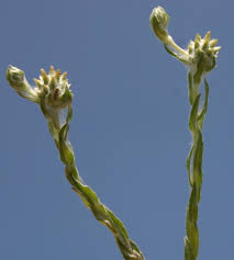 Filago eriocephala Guss. | Flora of Israel Online