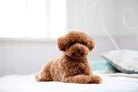 red poodle paws toy poodles poodle