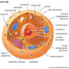 Prokaryotic and eukaryotic cells are the only kinds of cells that exist on earth. 3