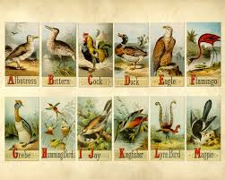 Old Vintage Picture Alphabet Of Birds
