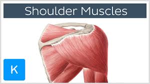 These two joints work together at the arm to allow the shoulder to move in a large circle and to rotate around its axis. Muscles Of The Shoulder Joint And Girdle Human Anatomy Kenhub Youtube