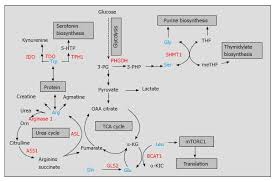 Targeting Amino Acid Metabolism In Cancer Growth And Anti