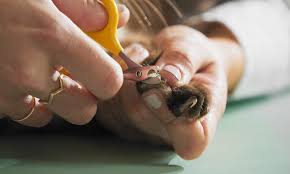 how to trim cat nails step by step