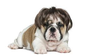 Hair loss in dogs may be caused by many reasons, including allergies, infections, and parasites. What Causes Hair Loss In Dogs Petguide