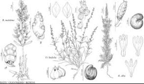Resedaceae - FNA