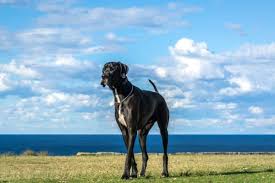 We were blessed with the best dogs in the world, the great danes. Do Great Dane Puppies Change Color