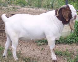 Boer Goat Breed Information Modern Farming Methods