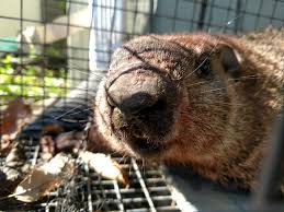 Understandably, the groundhog's eating habits can cost you hundreds of. Ground Hog Trapping Wildlife Company Llc
