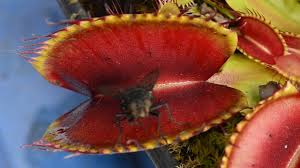 The trapping structure is formed by the terminal portion of each of the plant's leaves. Large Fly Eaten By Giant Venus Flytrap Youtube