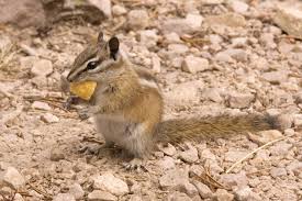 Complete Care For Baby Chipmunks