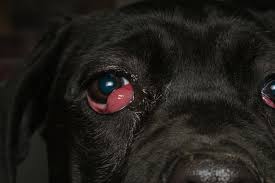8 common eye conditions in pets vet