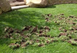 stop s from digging up the lawn