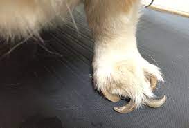 t your dog s toenails vma