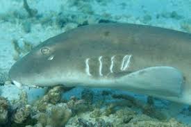 grey carpetshark chiloscyllium