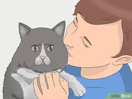 3 ways to keep a cat in your yard wikihow