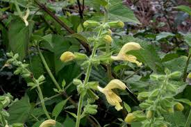 Salvia glutinosa - Wikipedia