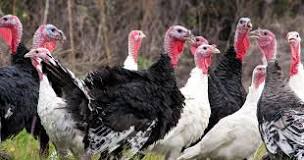 what-is-a-bunch-of-baby-turkeys-called