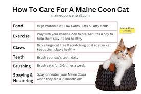how to care for a maine beginners