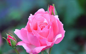pink rose is blooming in a garden