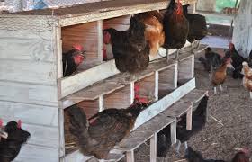 7 pasos para construir un gallinero - El Sitio Avicola