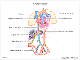Fetal Circulation Ppt Powerpoint Drawing Diagrams