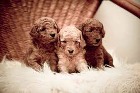 how much does a toy poodle puppy cost