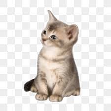 cute kittens png transpa images