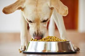 Best Dog Food How To Know Whats Right For Your Dog