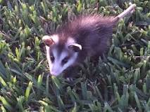 what-brings-possums-to-your-yard