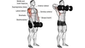 lateral deltoid exercises workouts