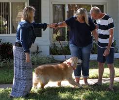 My foster parents are surprised at how well i am doing with my crate and potty training since. Golden Retriever Rescue Of Mid Florida Inc