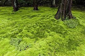 How To Grow A Moss Lawn Benefits