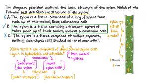 describing the structure of the xylem