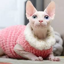 The sphynx is recognized by the american cat fanciers association, the cat fanciers association a sphynx does not have a higher body temperature than other cats, but it seems like it because there. Cat Clothes Handmade Sweater Mink Wool Warm Vest Autumn Winter Hairless Cat Sphinx Cat Clothes Cat Clothing Aliexpress