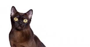 The american burmese and the british burmese (and are not to be confused with sacred cat of burma, in respect of which, see birman). Burmese Cat Breed Information Purina