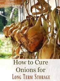 Cure Onions For Storage