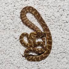 carpet python reptimundo