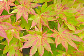 anese maples and other choice acer
