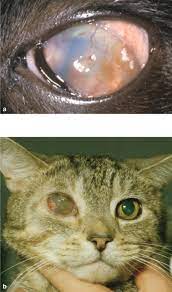 feline herpesvirus 1 ocular