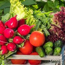 Easiest Vegetables To Grow In Your Garden