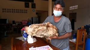 whale vomit windfall could net thai
