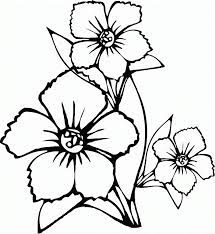 150 Tranh tô màu hoa mai ideas | flower coloring pages, coloring pages,  printable flower coloring pages